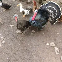 بوقلمون نروماده
