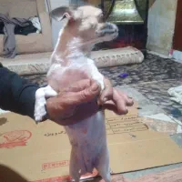 سگ شیبابا|سگ|قرچک, میرزائی شمالی|دیوار