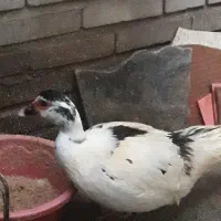 سلام دوعدداردک اسراییلی نروماده