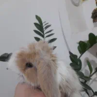 بچه خرگوش لوپ اصیل