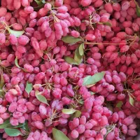 زرشک تازه باشاخه آبدار|خوردنی و آشامیدنی|بیرجند, |دیوار