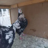 دو عدد جوجه دمبی