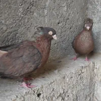 کبوتر سرابی