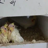 عروس هلندی|پرنده|پرند, فاز ۶|دیوار