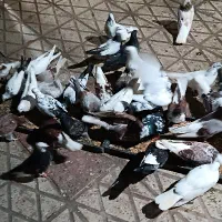 کبوترهای پرشی زینتی در همه رنگ|پرنده|رستمآباد, |دیوار