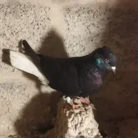 کبوتردم سفید