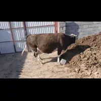 گاوشیری وتلیسه ابستن