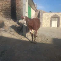 گاو گوساله سمینتال ماده|حیوانات مزرعه|کلاترزان, |دیوار