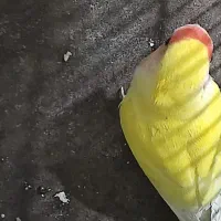 کوتوله برزیلی طوطی معاوضه با سهره