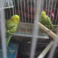 مرغ عشق فروشی|پرنده|ایرانشهر, |دیوار