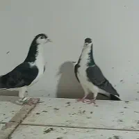 ۱۰تا کفتر ی بوم