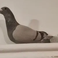 کفتر|پرنده|شیراز, شهدای شهرک سعدی|دیوار