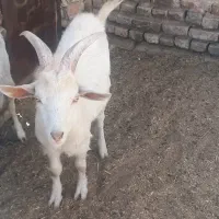 تروشت فروشی|حیوانات مزرعه|خاش, |دیوار