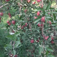 فروش-باغ
