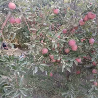اکیب میوه چین  صیفی جات