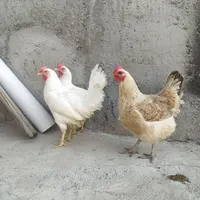 مرغ