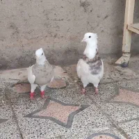 جفت طوقی کلکسیونی