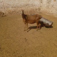 میش چینی استان فروشی