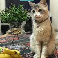 گربه ماده گمشده|حیوانات|رشت, خمیران زاهدان|دیوار