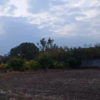 زمین-باغی-1450متری-ساری-فروش-فوری