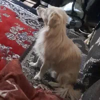 سگ پیدا شده در شرقون کوچه ۴۶ با دادن نشان تحویلش ب