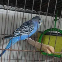 مرغ عشق نرو ماده