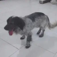 سگ پاکوتا