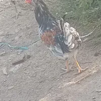 خروس گلین طوسی|حیوانات مزرعه|نسیم‌شهر, |دیوار