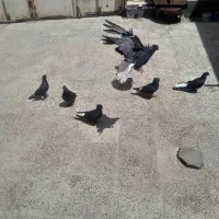 کبوتر اشعل ۸