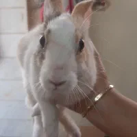 خرگوش ۳ ماهه