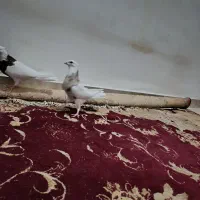 فروش طوقی ۲نر|پرنده|دهلران, |دیوار