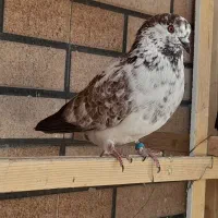 کفتر غریبگیری