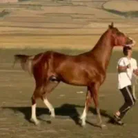 اسب