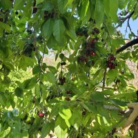 باغبانی.چیدن میوه . هرس کردن درخت. گلکاری