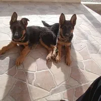 یک جفت سگ ژرمن شپرد