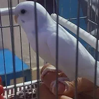 فروش مرغ عشق بالغ سفید کمر آبی دستی|پرنده|زرقان, |دیوار