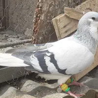 خوشگل زیبا پرنده