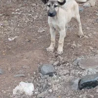توله سگه سرابی
