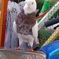 یک جفت طوقی هفت رنگ درجه یک