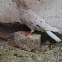 دوتا ماده خوشکل دم سفید ساده دورنگ|پرنده|مشهد, شهید آوینی|دیوار