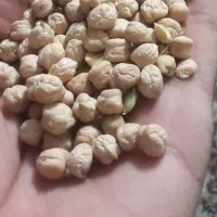 نخود منصور