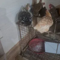 تعدادی مرغ جوان سالم و سرحال