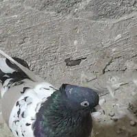 کبوتر رنگی کله ای نامبروان