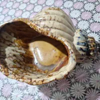 شکلات خوری صدفی و سفید