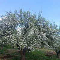 باغ باغچه گلدشت شیخمیری