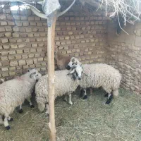 گوسفند