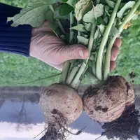 ترب برگ شیشه ای آبدار|خوردنی و آشامیدنی|تالش, جوکندان|دیوار