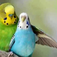 مرغ عشق نر ماده بدون قفس