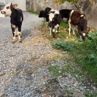 ۵ راس گوساله ماده راسی فقط ۳۳ تومن