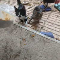 واگذاری گربه|گربه|تبریز, |دیوار